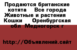 Продаются британские котята  - Все города Животные и растения » Кошки   . Оренбургская обл.,Медногорск г.